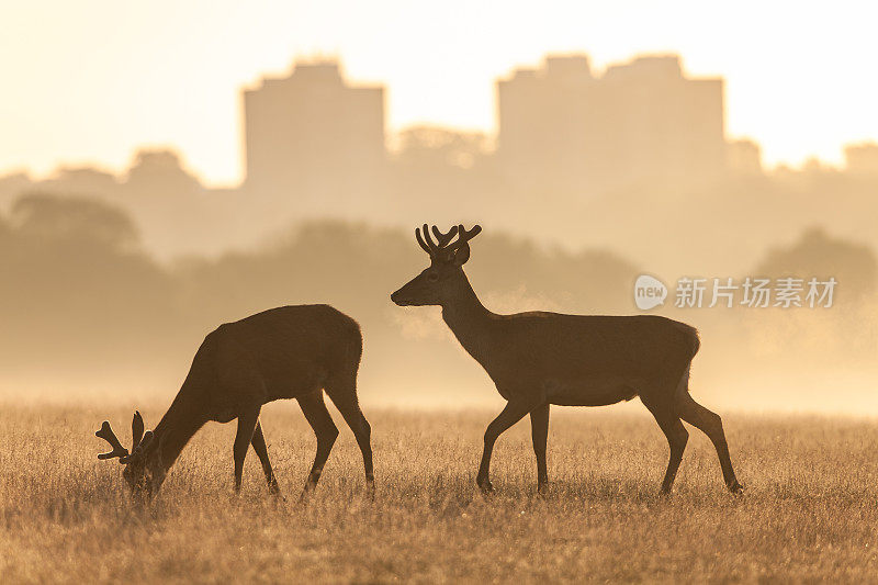 红鹿(Cervus elaphus)